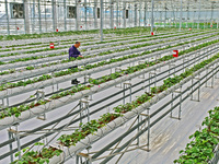 A farmer is guarding strawberries in a smart greenhouse at the Yantai Academy of Agricultural Sciences in Shandong Province, in Yantai, Chin...