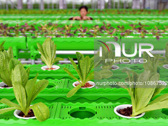 A farmer is guarding vegetables in a smart greenhouse at the Yantai Academy of Agricultural Sciences in Shandong Province, in Yantai, China,...