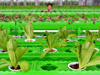 A farmer is guarding vegetables in a smart greenhouse at the Yantai Academy of Agricultural Sciences in Shandong Province, in Yantai, China,...