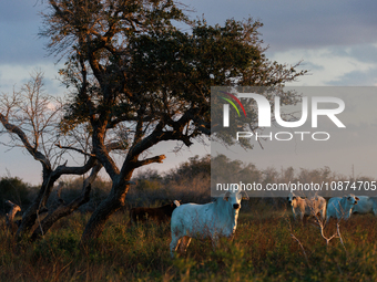Cattle graze on a farm at sunset in Rockport, Texas on December 25, 2023. (