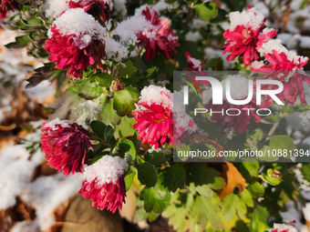 Flowers are covered with snow during the first snowfall of the season in Toronto, Ontario, Canada, on November 27, 2023. (