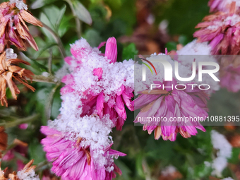 Flowers are covered with snow during the first snowfall of the season in Toronto, Ontario, Canada, on November 27, 2023. (