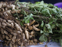 A peanut plant is growing in Woodbridge, Ontario, Canada, on October 7, 2023. (