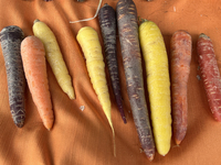 Various types of carrots are on display in Woodbridge, Ontario, Canada, on October 7, 2023. (
