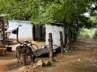 A cow is standing outside a home in Nilakkottai, Tamil Nadu, India. (
