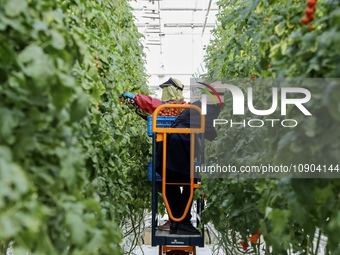 A worker is harvesting tomatoes at the A+ greenhouse factory of Lujia Future Smart Farm in Kunshan, China, on January 11, 2024. (