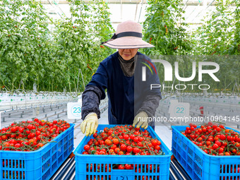 A worker is harvesting tomatoes at the A+ greenhouse factory of Lujia Future Smart Farm in Kunshan, China, on January 11, 2024. (