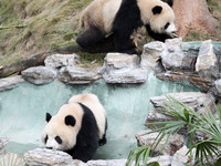Giant pandas ''Qinghua'' (bottom) and ''Qinglu'' (top) are taking a leisurely walk in Chongqing, China, on January 18, 2024. (