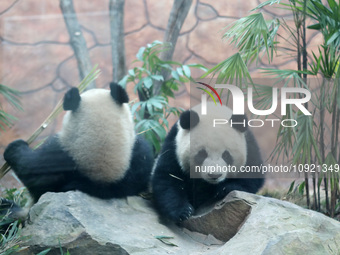 Tourists are enjoying watching giant pandas ''Qinglu'' (bottom) and ''Qinghua'' (top) as they taste bamboo in Chongqing, China, on January 1...