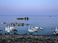 Kashmiri women are rowing their boats filled with black water chestnuts while geese stand on the banks of Wular Lake in Bandipora, Jammu and...