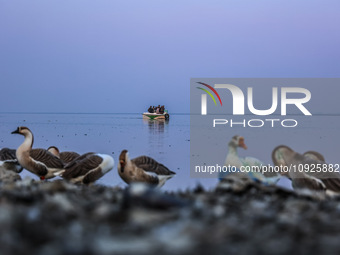 Tourists are riding in a boat while geese are seen on the banks of Wular Lake in Sopore District, Baramulla, Jammu and Kashmir, India, on Ja...