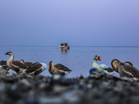 Tourists are riding in a boat while geese are seen on the banks of Wular Lake in Sopore District, Baramulla, Jammu and Kashmir, India, on Ja...