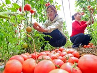 Farmers are picking ripe tomatoes in a greenhouse for growing vegetables in Zhangye, China, on January 20, 2024. (