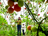 Farmers are picking ripe tomatoes in a greenhouse for growing vegetables in Zhangye, China, on January 20, 2024. (