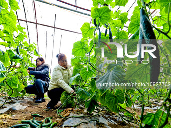 Farmers are picking ripe watermelons at a greenhouse for growing vegetables in Zhangye, China, on January 20, 2024. (