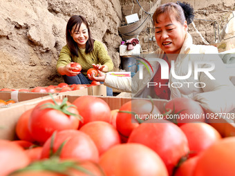 Farmers are sorting and packing picked tomatoes at a greenhouse for growing vegetables in Zhangye, China, on January 20, 2024. (