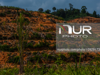 An eye-level view is capturing the process of forest degradation where part of the Leuser Ecosystem forest area is being converted into an o...