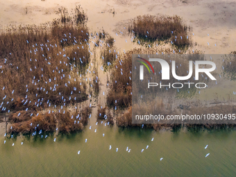 A large number of egrets are flying over the Hongze Lake wetland in Suqian, Jiangsu Province, China, on January 21, 2024. (