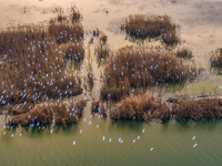 A large number of egrets are flying over the Hongze Lake wetland in Suqian, Jiangsu Province, China, on January 21, 2024. (
