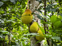 Jackfruits are hanging on a tree in Niteroi, Brazil, on January 21, 2024. (