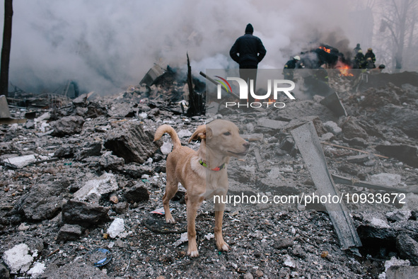 A dog is standing near the site of a missile impact, in Kharkiv, Ukraine, on January 23, 2024. On The Morning Of January 23, 2024, Russia La...