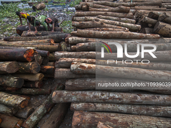 Laborers are sorting wooden logs as they unload them from a boat on the bank of the River Buriganga in Dhaka, Bangladesh, on January 25, 202...