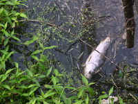 A dead fish is floating due to water pollution near the fish farm on the outskirts of Kolkata, India, on January 26, 2024. (
