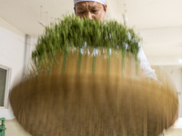 A worker is making tea at a tea processing workshop in Yichang, Central China's Hubei province, on January 27, 2024. (