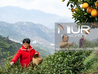 Villagers are picking tea buds in Yichang, China, on January 27, 2024. (
