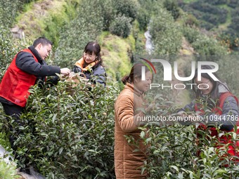 Villagers are picking tea buds in Yichang, China, on January 27, 2024. (