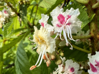 A horse chestnut tree (Aesculus hippocastanum) is blooming with flowers during the spring season in Toronto, Ontario, Canada, on May 15, 202...