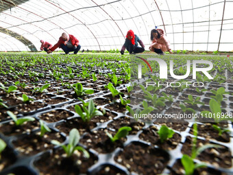 Staff members are checking seedling emergence in a greenhouse for celery seedlings in Zhangye, China, on February 24, 2024. (
