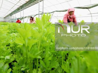 Workers are repairing celery seedlings in a greenhouse in Zhangye, China, on February 22, 2024. (