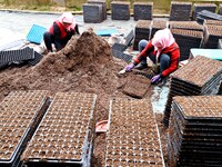 Staff members are carrying out substrate plate loading in a greenhouse for celery seedling cultivation in Zhangye, Gansu Province, China, on...
