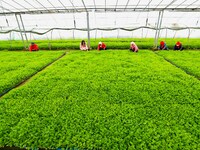 Workers are repairing celery seedlings in a greenhouse in Zhangye, China, on February 22, 2024. (