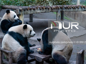 Giant pandas are sitting around eating food at Chongqing Zoo in Chongqing, China, on February 24, 2024. (