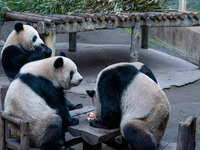 Giant pandas are sitting around eating food at Chongqing Zoo in Chongqing, China, on February 24, 2024. (