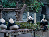 Giant pandas are sitting around eating bamboo at Chongqing Zoo in Chongqing, China, on February 24, 2024. (