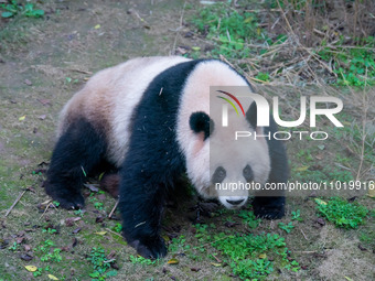 A giant panda is walking at Chongqing Zoo in Chongqing, China, on February 24, 2024. (