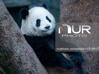 A giant panda is resting at Chongqing Zoo in Chongqing, China, on February 24, 2024. (