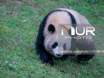 A giant panda is walking at Chongqing Zoo in Chongqing, China, on February 24, 2024. (