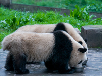 Two giant pandas are eating at Chongqing Zoo in Chongqing, China, on February 24, 2024. (