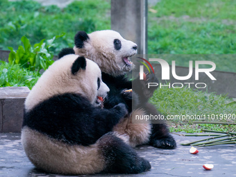 Two giant pandas are eating at Chongqing Zoo in Chongqing, China, on February 24, 2024. (