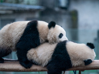 Two giant pandas are playing at Chongqing Zoo in Chongqing, China, on February 24, 2024. (