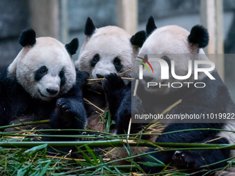 Giant pandas are eating bamboo at Chongqing Zoo in Chongqing, China, on February 24, 2024. (