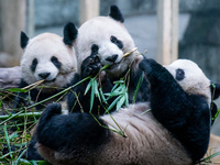 Giant pandas are eating bamboo at Chongqing Zoo in Chongqing, China, on February 24, 2024. (