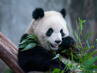 A giant panda is eating bamboo at Chongqing Zoo in Chongqing, China, on February 24, 2024. (