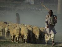 An indian shephard walks as he feeds his sheeps, during a hot day in Allahabad on March 11,2016..In India, with climate change bringing high...