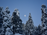 The moon is setting through the pine trees after a day of a snowstorm at Gulmarg Ski Resort in the Baramulla district, Indian Administered K...