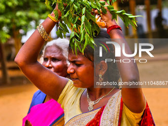 A Tamil Hindu woman is carrying a pooja coconut and margosa leaves atop her head as an act of penance during the Amman Ther Thiruvizha Festi...